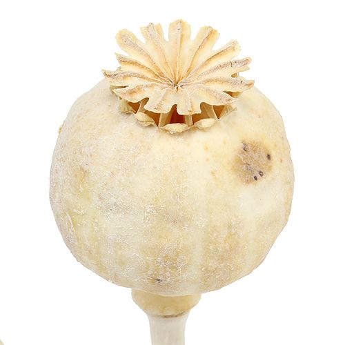 Floristik24 Valmuehoder bleket 100 stk