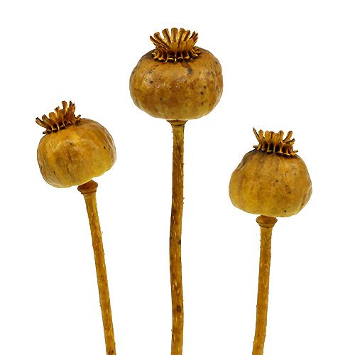 Floristik24 Valmuehoder farget gule 100 stk