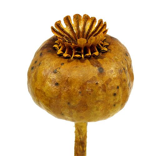 Floristik24 Valmuehoder farget gule 100 stk