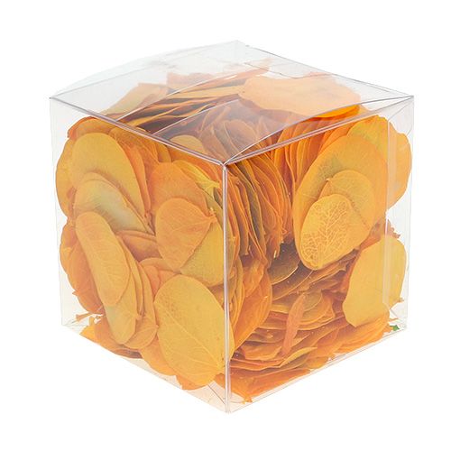 Floristik24 Moneta blader gylden gule 50g