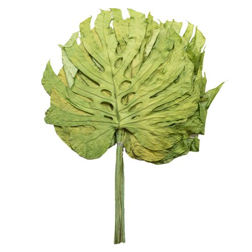 gjenstander Dekorative monsterablader for bohemsk og urban jungeldekorasjon