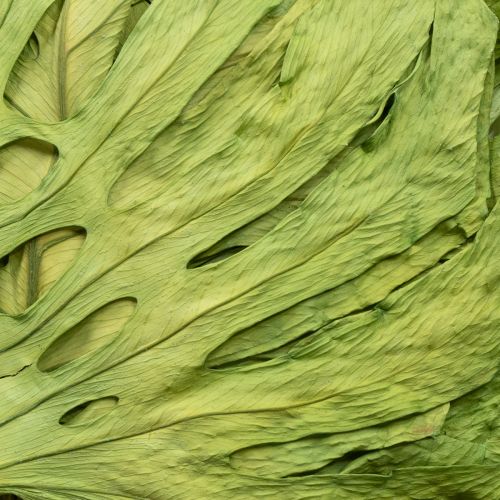 gjenstander Dekorative monsterablader for bohemsk og urban jungeldekorasjon