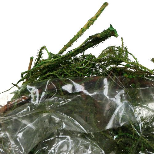 Floristik24 Moseskål grønn Ø11cm H6,5cm - 7,5cm 5stk