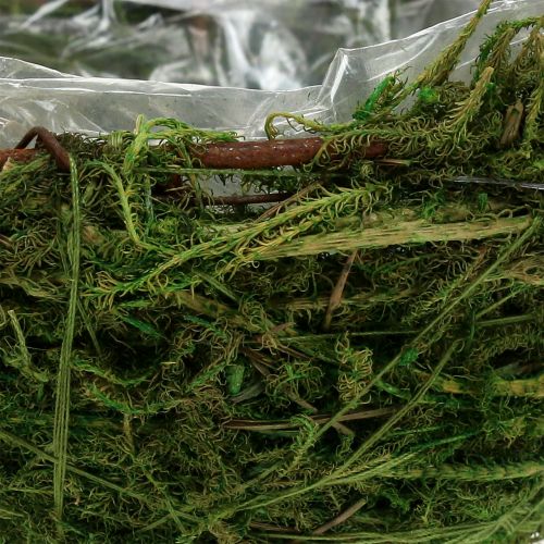 Floristik24 Moseskål grønn Ø11cm H6,5cm - 7,5cm 5stk