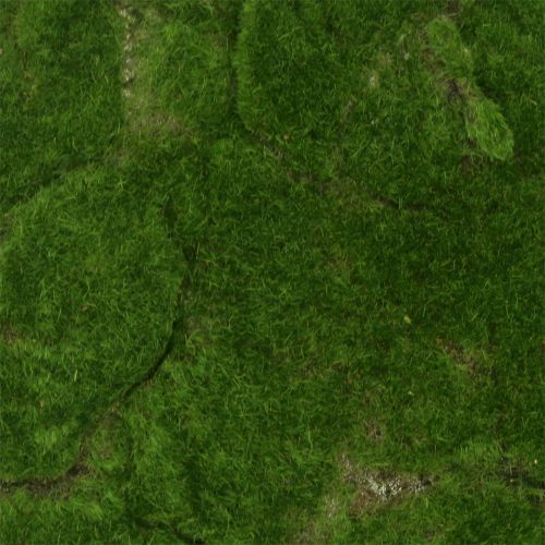 Floristik24 Mosematte Grønn 35cm x 35cm