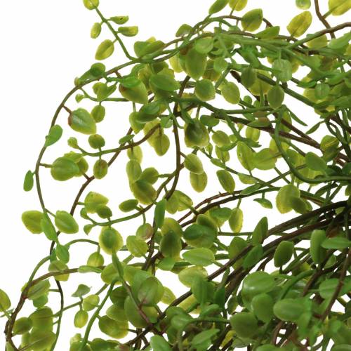 Floristik24 Mühlenbeckia Bush Grønn 42cm