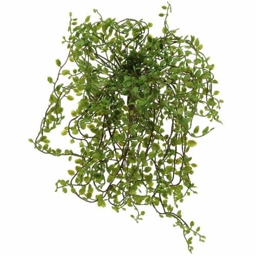 Mühlenbeckia Bush Grønn 42cm