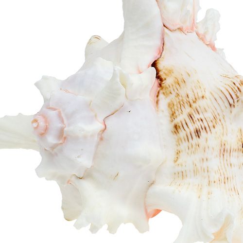 Floristik24 Blåskjell Chicoreus ramosus 17,5cm