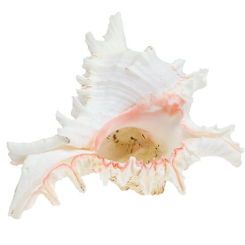 Floristik24 Blåskjell Chicoreus ramosus 17,5cm