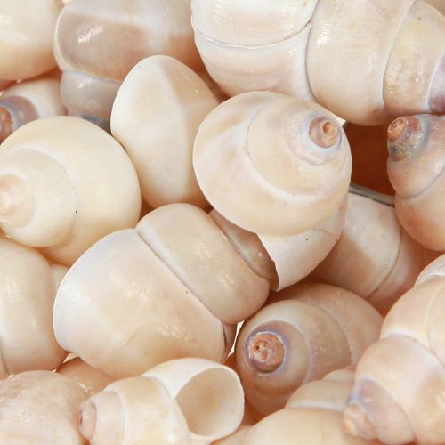 Floristik24 Blåskjell Umachi 500 g