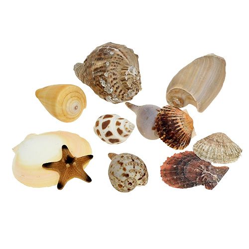 Floristik24 Blåskjellblanding i en eske naturlig 380g