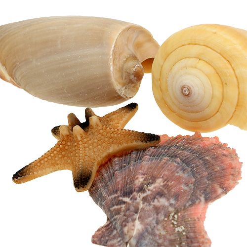 Floristik24 Blåskjellblanding i en eske naturlig 380g