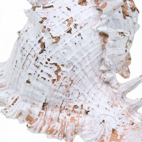 Floristik24 Skjell, maritim dekorasjon, snegleskjell hvit-gyldne L22/17cm sett med 2
