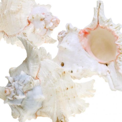 gjenstander Skjell Chicoreus ramosus 16cm 3 stk
