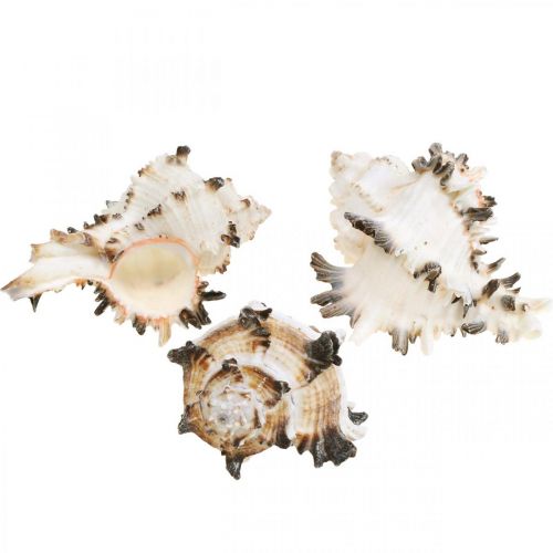Floristik24 Deco snegleskjell stripete, sjøsnegler naturlig dekorasjon 1kg