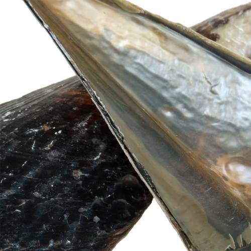 Floristik24 Penneskjell svart 24 – 30cm 1kg