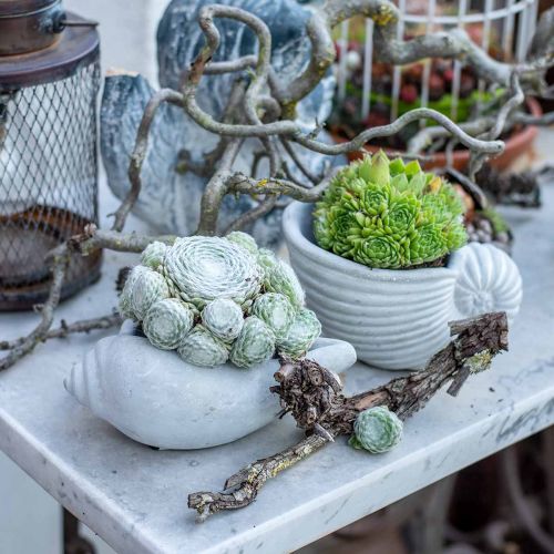 Floristik24 Skallplantepotte, planteskål sneglehus, maritim betongdekor L17cm H7,5cm 3 stk.