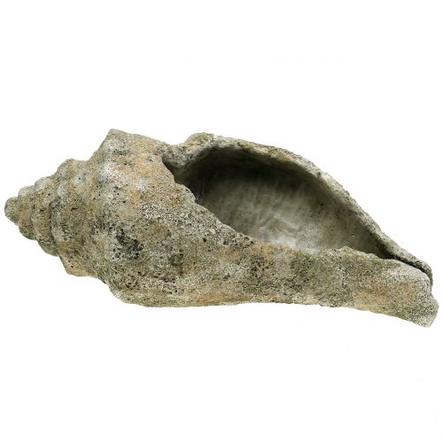 Floristik24 Skall for planting L40cm