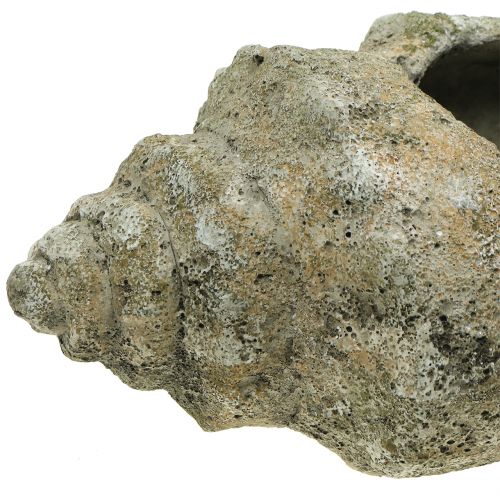 Floristik24 Skall for planting L40cm