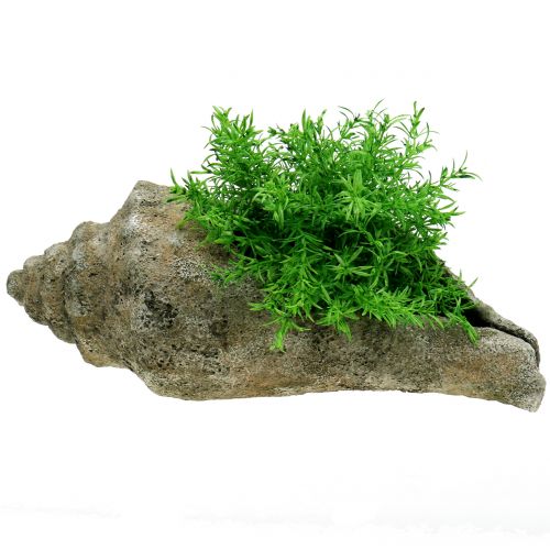 Floristik24 Skall for planting L40cm
