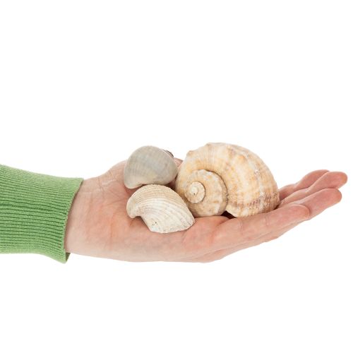 gjenstander Snegler og skjell - Maritime dekorative aksenter for unik romforskjønnelse - 500 g