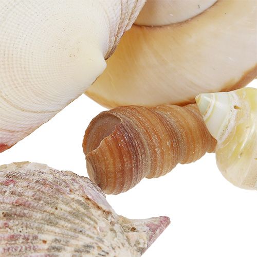 Floristik24 Skallblanding i en kurv 16cm x 16cm