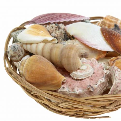 Floristik24 Skallblanding i en naturlig kurv Ø15cm 420g