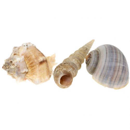 Floristik24 Skallblanding naturlig 500g