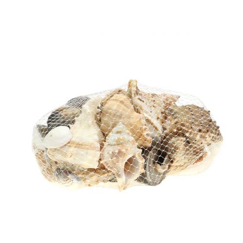 Floristik24 Skallsortiment naturlig 500g