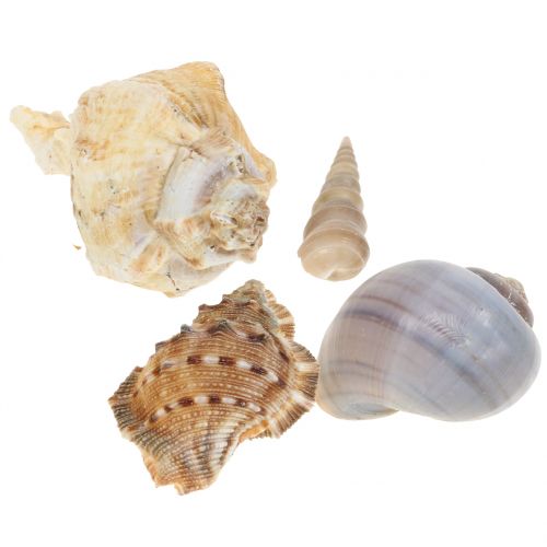 Floristik24 Blåskjellblanding natur 500g