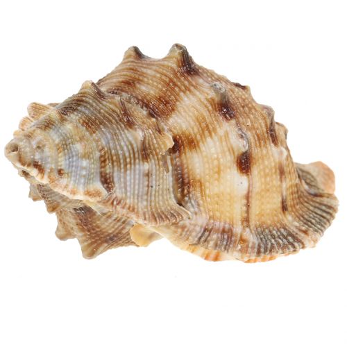 Floristik24 Blåskjellblanding natur 500g