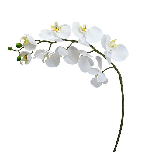 Floristik24 Moth Orchid 75cm Hvit