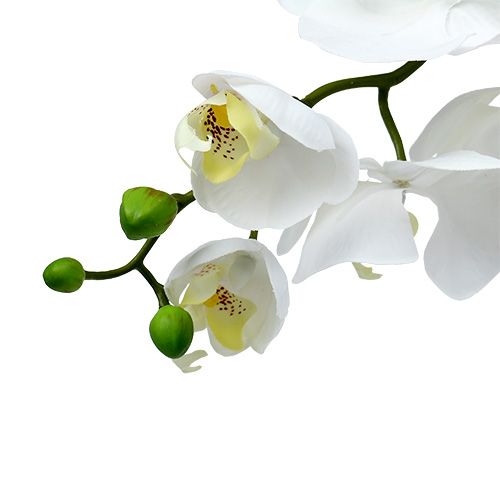 Møll orkide 75cm hvit