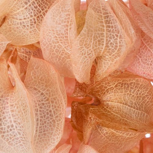 gjenstander Tørket blomsterstilk skaper en romantisk atmosfære for ethvert oppholdsrom (75 cm)