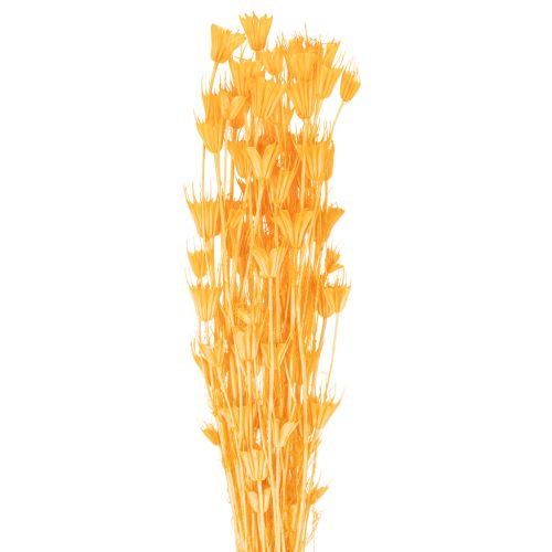 Floristik24 Tørket Nigella-blomsterarrangement for langvarig bruk. Elegant blikkfang. 70 cm 50 g
