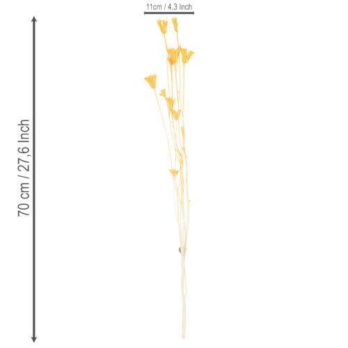 gjenstander Tørket Nigella-blomsterarrangement for langvarig bruk. Elegant blikkfang. 70 cm 50 g