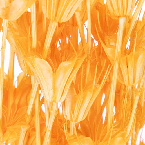 gjenstander Tørket Nigella-blomsterarrangement for langvarig bruk. Elegant blikkfang. 70 cm 50 g