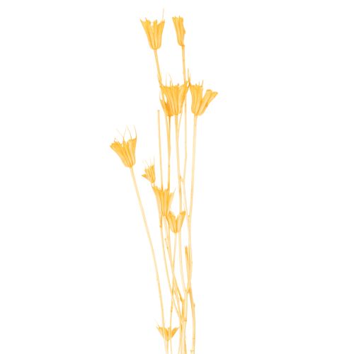 gjenstander Tørket Nigella-blomsterarrangement for langvarig bruk. Elegant blikkfang. 70 cm 50 g