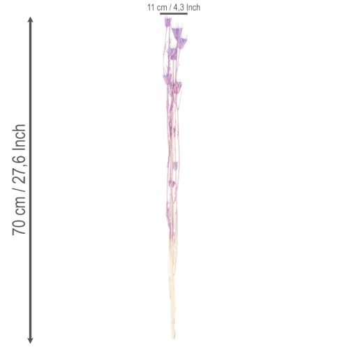 gjenstander Tørkede Nigella-blomsterbuketter, dekorative i stuen, skaper en unik atmosfære, 70 cm, 50 g