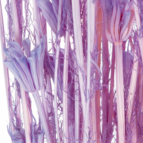 gjenstander Tørkede Nigella-blomsterbuketter, dekorative i stuen, skaper en unik atmosfære, 70 cm, 50 g