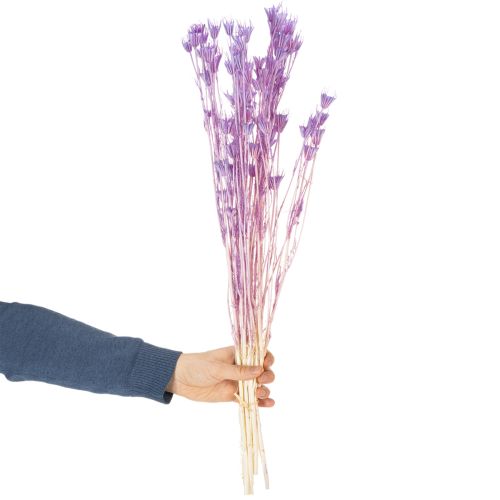 gjenstander Tørkede Nigella-blomsterbuketter, dekorative i stuen, skaper en unik atmosfære, 70 cm, 50 g