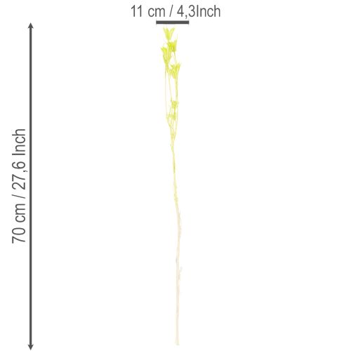 gjenstander Tørkede Nigella-blomster, sjarmerende naturlig romdekorasjon til hjemmet, 70 cm, 50 g