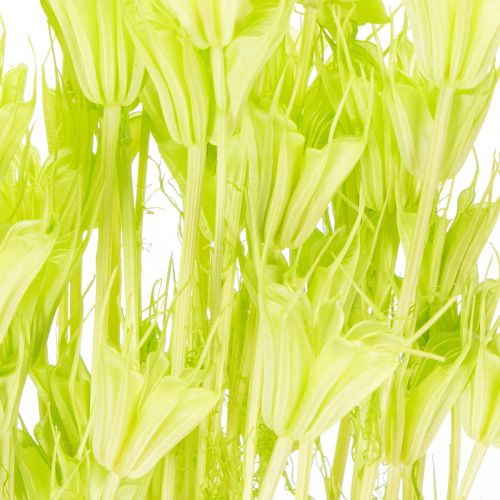 gjenstander Tørkede Nigella-blomster, sjarmerende naturlig romdekorasjon til hjemmet, 70 cm, 50 g