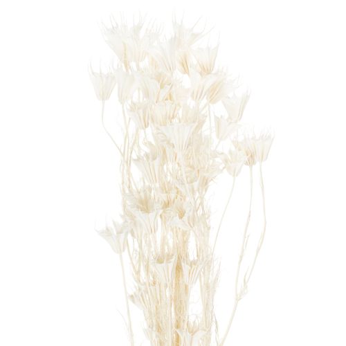 Floristik24 Tørkede Nigella-blomster, bukett med elegant naturlig dekorasjon for eksklusivt interiør, 70 cm, 50 g