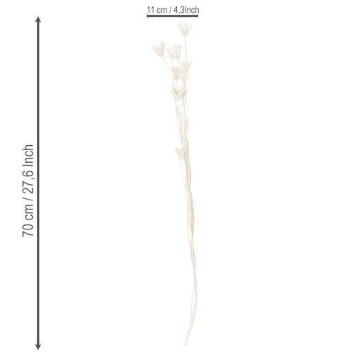 gjenstander Tørkede Nigella-blomster, bukett med elegant naturlig dekorasjon for eksklusivt interiør, 70 cm, 50 g