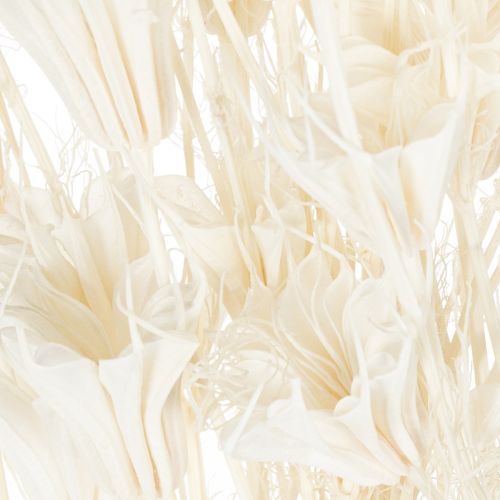 gjenstander Tørkede Nigella-blomster, bukett med elegant naturlig dekorasjon for eksklusivt interiør, 70 cm, 50 g