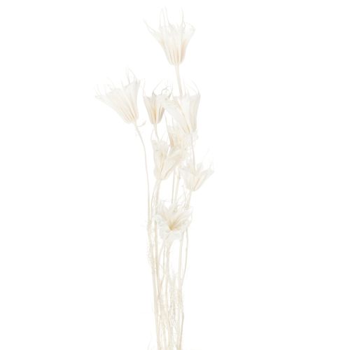 gjenstander Tørkede Nigella-blomster, bukett med elegant naturlig dekorasjon for eksklusivt interiør, 70 cm, 50 g