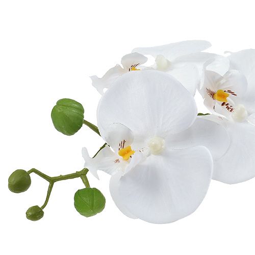 gjenstander Orchid Phalaenopsis i skål hvit H40cm