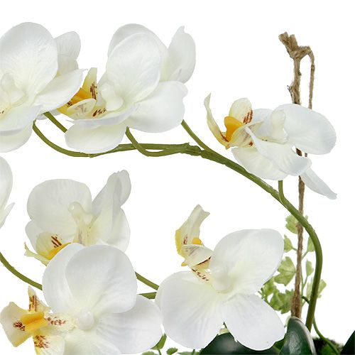 gjenstander Orchid Phalaenopsis for oppheng H26cm krem