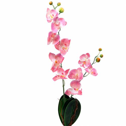 Floristik24 Orchid Phalaenopsis kunstig rosa 60cm